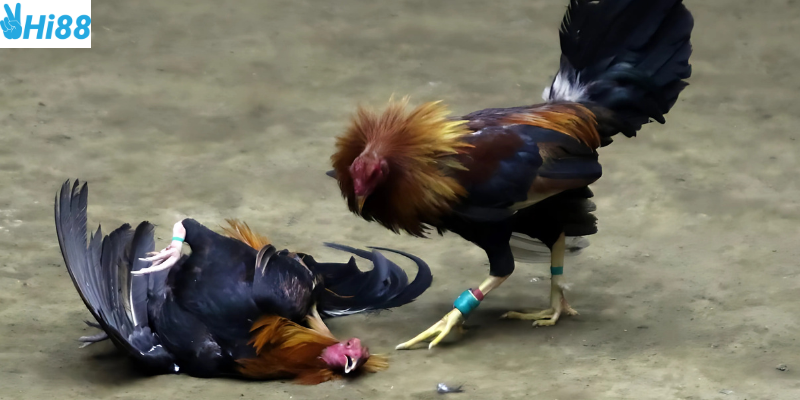 Tham gia cược đá gà sinh tử cùng nhà cái