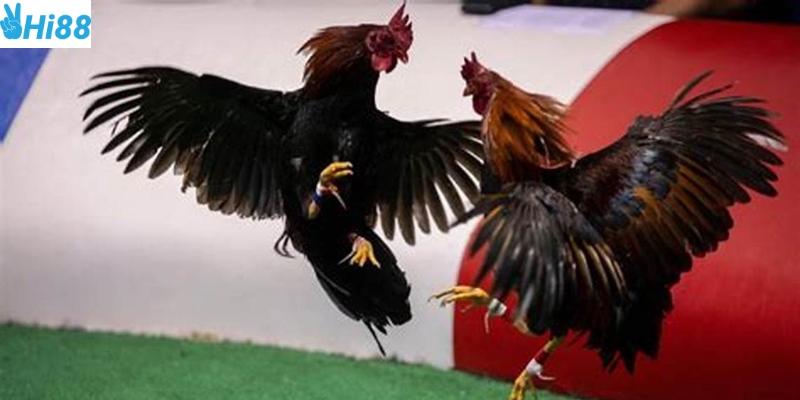 Tham gia đăng ký tài khoản và chọn trận đấu hợp lý